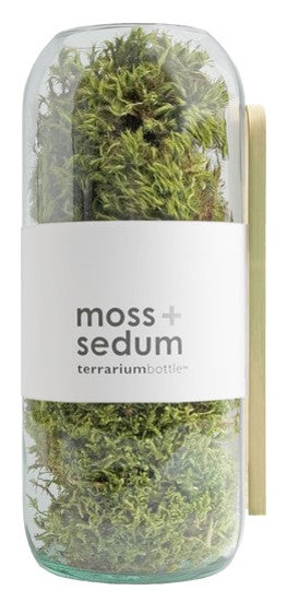 Terrarium Bottle Large