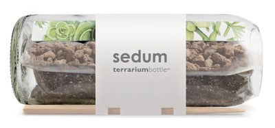 Terrarium Bottle Sedum