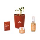 Modern Sprout Shine Bright Take Care Kit - Sunflower