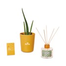 Modern Sprout Find Balance Take Care Kit -Aloe
