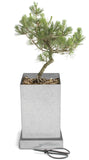 Bonsai Japanese Black Pine
