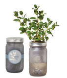 Indoor Herb Garden Kit