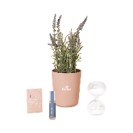 Modern Sprout Seek Peace Take Care Kit - Lavender